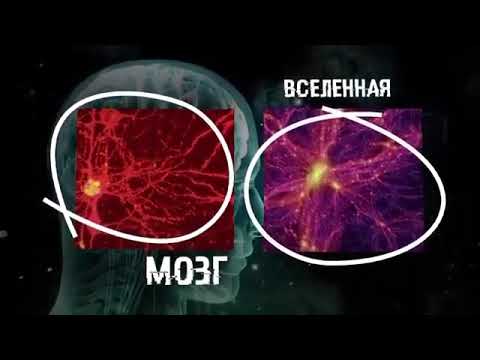 Видео: Вселенная живой организм. А мы лишь клетки... Внутри нас целая вселенная...