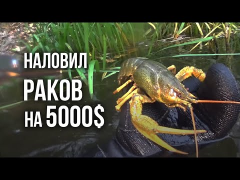 Видео: Ночная подводная охота на Раков. Ловим и варим Раков!