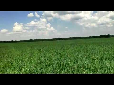 Видео: Совместные посевы яровой пшеницы и люпина