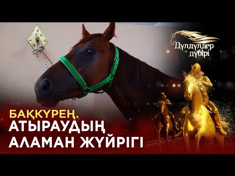 Видео: Бақкүрең. Атыраудың аламан жүйрігі. «Дүлдүлдер дүбірі»