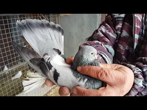 Видео: Голуби Артема по просьбе Моздокские бойные.