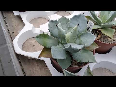 Видео: Алоэ,Каланхое,Кактусная теплица Маттиаса Уллига..Германия.