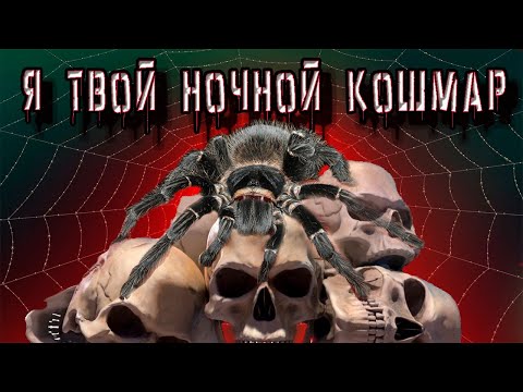 Видео: Lasiodora parahybana паук для новичка??? кормление ,пересадка.