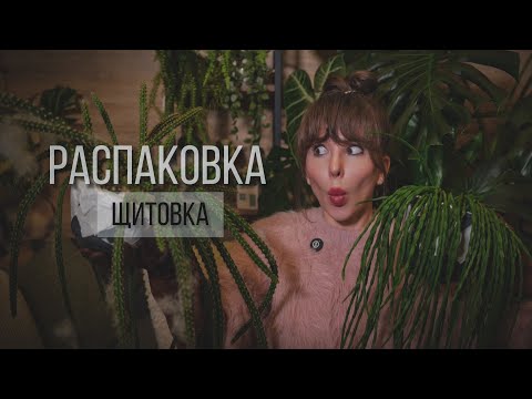 Видео: РАСПАКОВКА🪴ТАКОГО Я НЕ ОЖИДАЛА! #комнатныерастения #алоказия #монстера #plants