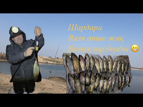 Видео: Шардара Валя жақ балық мощ болды | 1 күндік балық аулау!