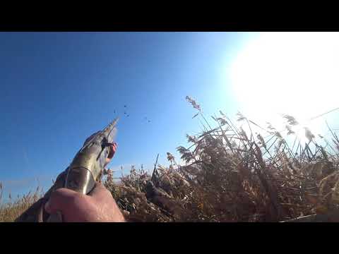 Видео: ОХОТА НА УТКУ 2020г