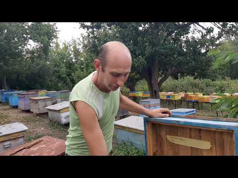 Видео: Замена маток ч.2. Проблемы при подсадке ИО-шек. 20.07.19