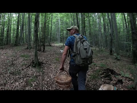 Видео: Нові ЛІСИ!..Гриби тут Є! І ми вже в самій гущі 🍄 Кінець липня 2025