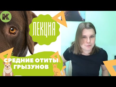 Видео: Средние отиты у грызунов, профилактика отитов у мышей и крыс