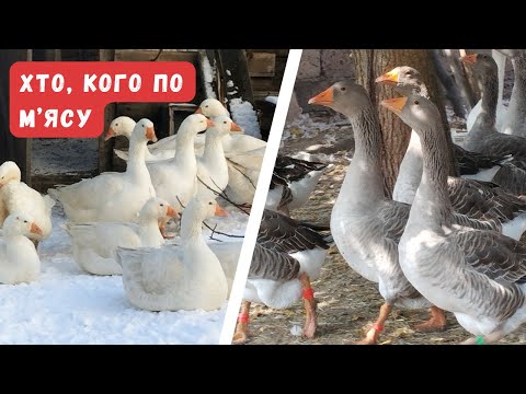 Видео: Велика сіра проти мамутів  Порівняння виходу м'яса і тушок