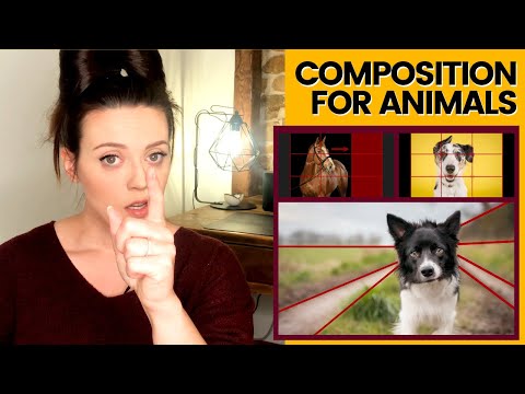 Видео: КОМПОЗИЦИЯ ДЛЯ ФОТОГРАФИИ СОБАК - Великолепные композиции для фотографий домашних животных можно ...