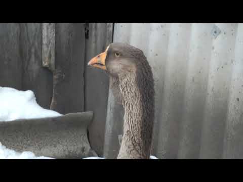 Видео: Формируем семьи Холмогорских гусей!