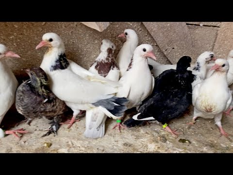 Видео: Полная Будка Голубят! 2025 Некуда ногой ступнуть.. Они и меня Сожрут!😆