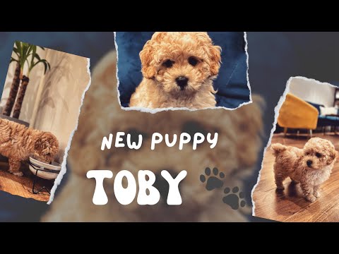 Видео: ВЗЕХМЕ СИ КУЧЕНЦЕ🐶🐾