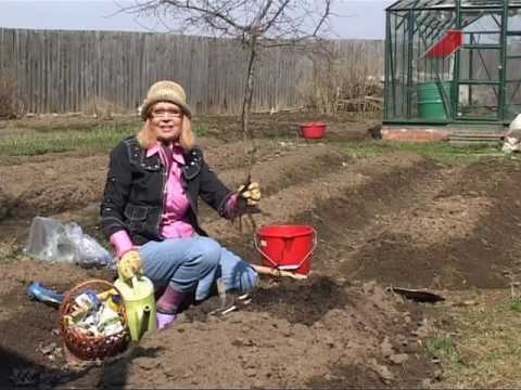 Видео: Сад.  Серия 141.  Высаживаем в грунт саженцы красной и черной смородины.