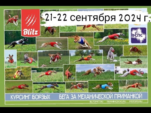 Видео: Чемпионат РКФ по курсингу борзых и БЗМП, 22.09.2024