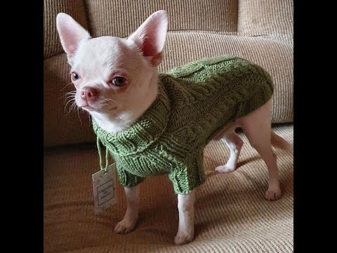 Видео: Оформление нижней части свитера для собачки мальчика