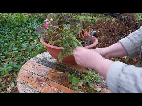 Видео: Необычное хранение пеларгоний зимой. Очень компактный способ.