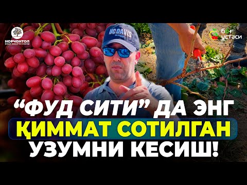 Видео: УЗУМЛАРГА ТЎҒРИ ШАКЛ БЕРИШ! | ШУҲРАТ АБРОРОВ #shuhratabrorov #uzum #uzumchilik #uzumeksport