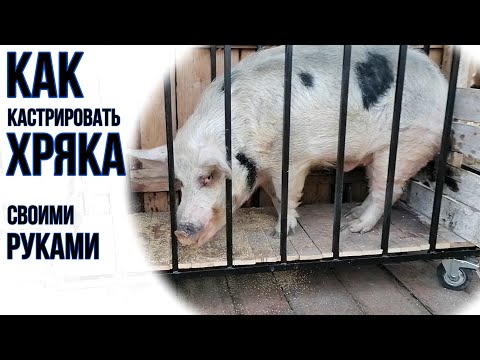 Видео: КАСТРАЦИЯ БОЛЬШОГО КАБАНА | КРУПНЫЙ ПЛАН
