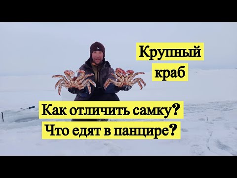 Видео: Крупный краб. Как отличить самку? Что едят в панцире?