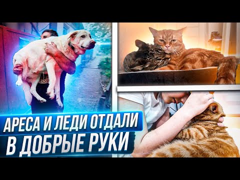 Видео: Арес и Леди обрели дом. Лёлек поехал вместе с Леди к Татьяне. Как Арес прижился в новой семье.