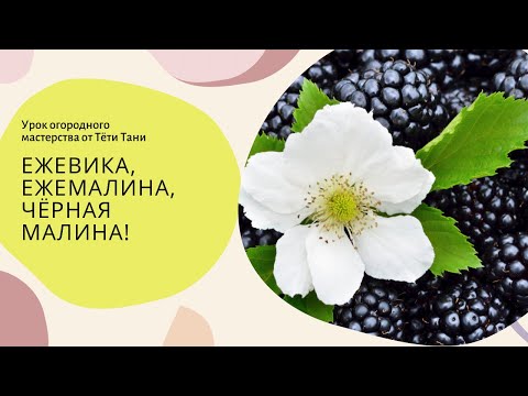 Видео: 641. Ежевика, ежемалина, чёрная малина и т.д.  В чём отличие и кто лучше?