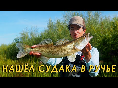 Видео: Секреты ловли СУДАКА в корягах! Рыбалка на спиннинг с берега.