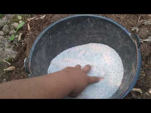 Видео: 4 апреля 2022 г. Лимонга бахорги ишлов бериш ва угитлаш