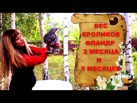 Видео: Вес Фландров. Взвес кроликов в два месяца и в пять месяцев. Взвешивание кролика. Содержание кроликов