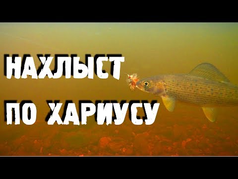 Видео: Ловля хариуса нахлыстом на таежном ручье