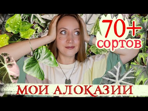 Видео: Мои АЛОКАЗИИ: больше 70 сортов