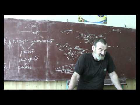 Видео: Драконоведение. Часть 31