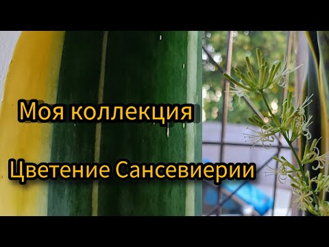 Видео: Первое цветение Сансевиерии. Обзор моей коллекции #сансы #sansevieria #garden 