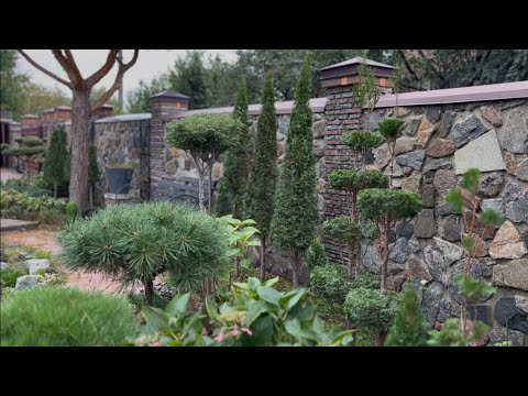 Видео: НАДОЕЛА ПРЕДЫДУЩАЯ ФОРМА ТУИ? МЕНЯЕМ! СТРИЖКА ЧЕРЕЗ ГОД! #landscapedesign #ландшафтнийдизайн
