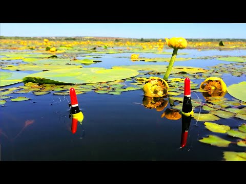 Видео: КРУПНЫЕ КАРАСИ клюют ОДИН за ОДНИМ  в Густой ТРАВЕ