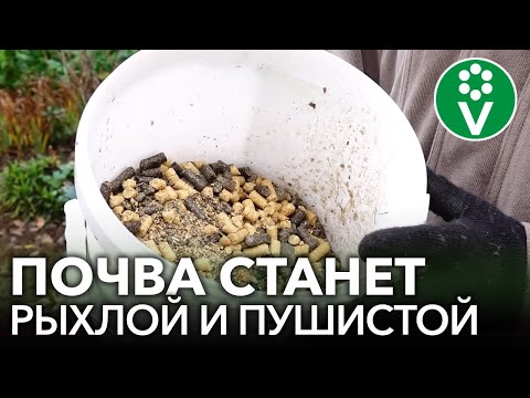 Видео: ТЯЖЕЛАЯ ГЛИНИСТАЯ ПОЧВА СТАНЕТ РЫХЛОЙ И ЛЕГКОЙ КАК ПУХ, если сделать это осенью