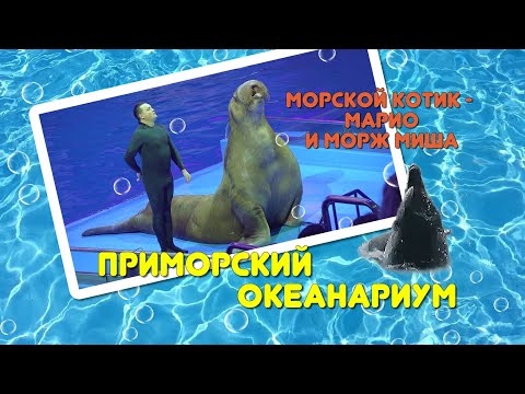 Видео: Приморский океанариум выступление моржа МИШИ и котика Марио.