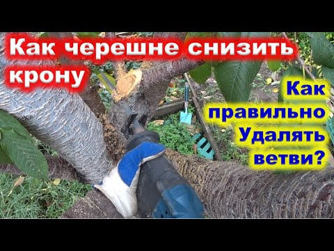 Видео: Как СНИЗИТЬ КРОНУ ЧЕРЕШНИ. Как правильно выпиливать стволы.