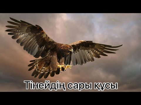 Видео: ТІНЕЙДІҢ САРЫ ҚҰСЫ