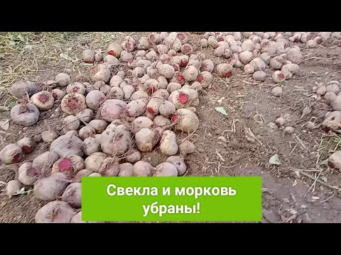Видео: Свекла и морковь убраны!