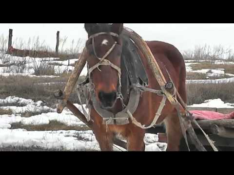 Видео: Краснояровка
