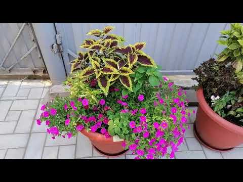 Видео: КОЛЕУС))) Миксы из КОЛЕУСОВ)) КРАСОТА в САДУ)))