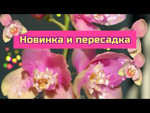 Видео: Новинка и пересадка орхидеи фаленопсис в закрытую систему #orchid #plants #цветущиеорхидеи #flowers 