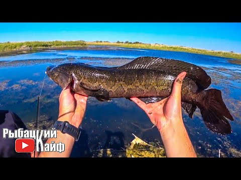 Видео: РЫБАЛКА 2019 на Реке, КОКТАЛ. ДИКИЙ ОТДЫХ для ДУШИ!!! Жареха, ХЕ, Сазан, Змееголов, Вобла.