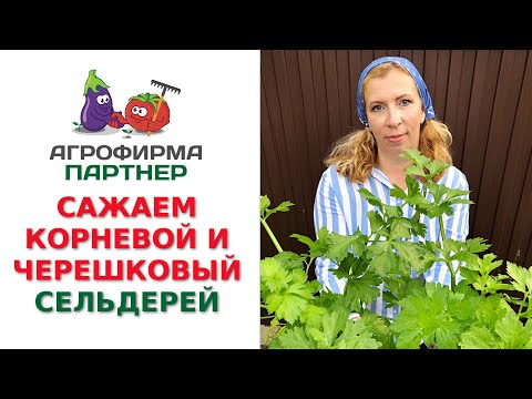 Видео: САЖАЕМ КОРНЕВОЙ И ЧЕРЕШКОВЫЙ СЕЛЬДЕРЕЙ