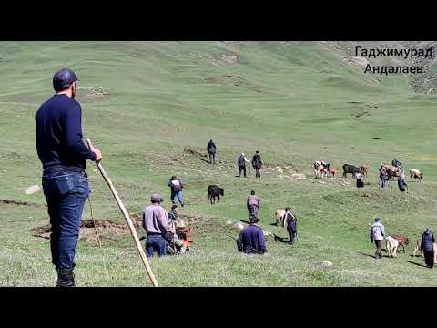 Видео: №600.Перегон КРС на летные пастбища.9.05.2024