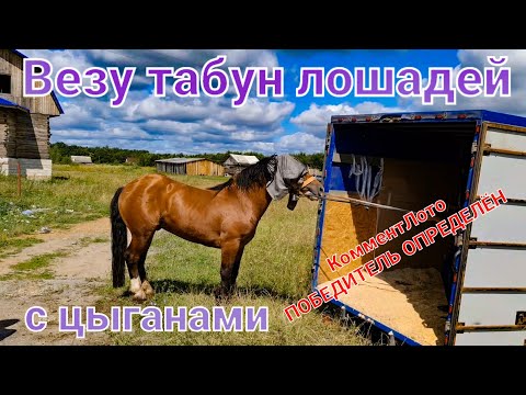 Видео: Везу табун лошадей на Газели Некст с цыганами. Оплётку розыграли. Победитель определён.