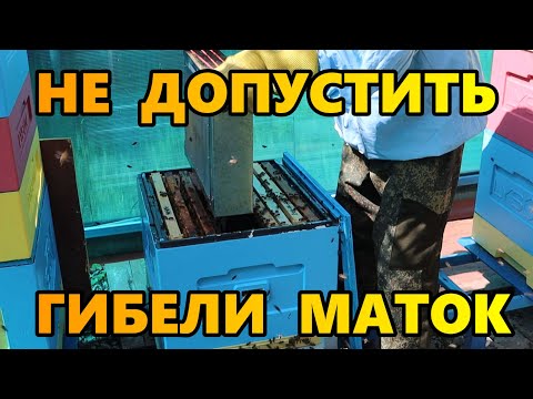 Видео: Не допустить гибели маток.