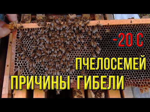 Видео: Пасека в феврале, причины гибели пчелосемей, подкормка пчел медовым канди, контроль зимовки пчел.